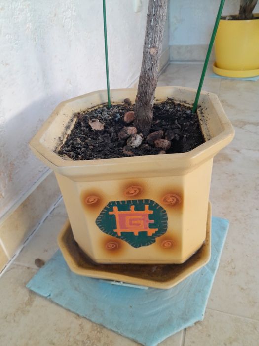 Юка- чудова неприхотлива кімнатна рослина, 180 см