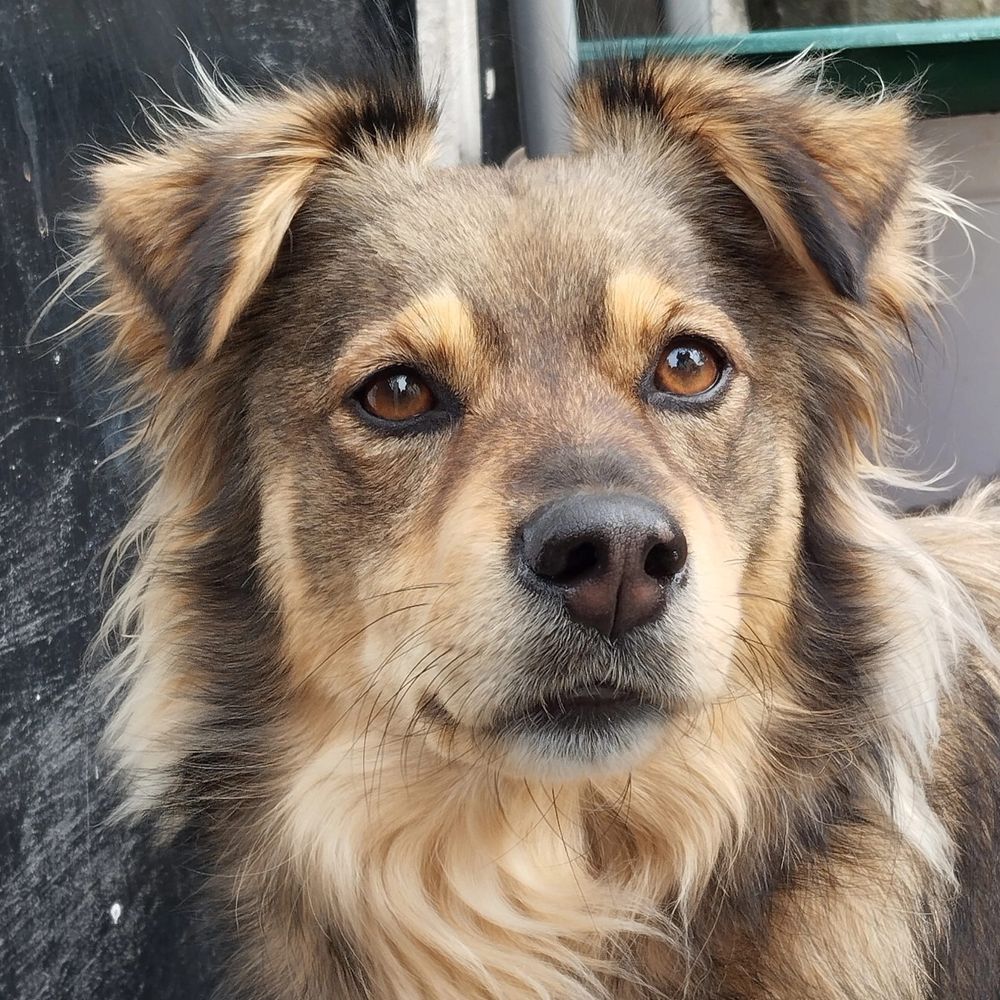Pet Sitting e Dog Walking