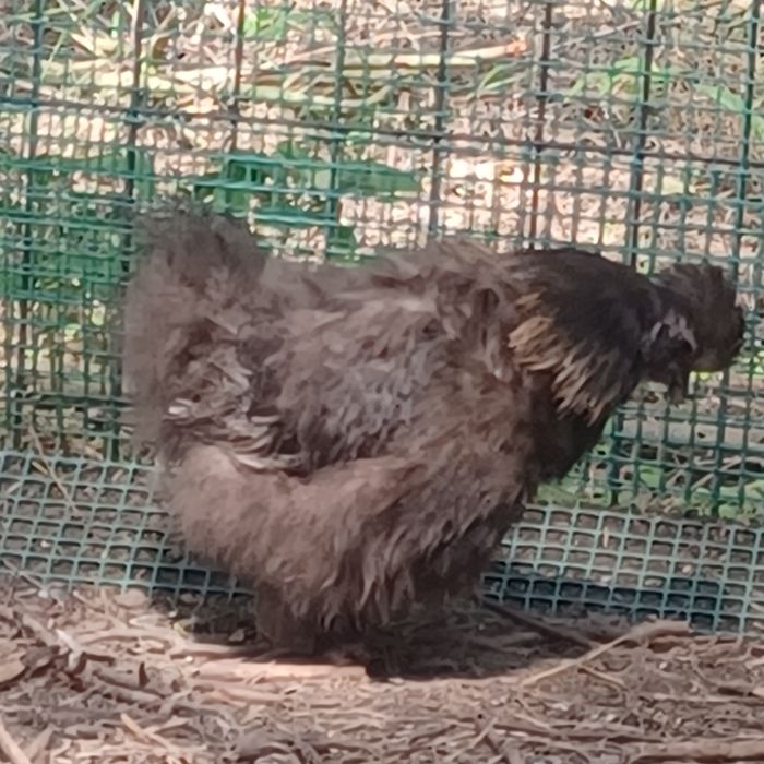 Silki para do zmiany kurnika