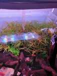 Ludwigia arcuata ładnie wybarwiona