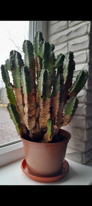 Кактус молочай еуфорбія