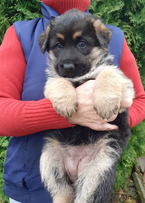 Цуценята німецької  вівчарки