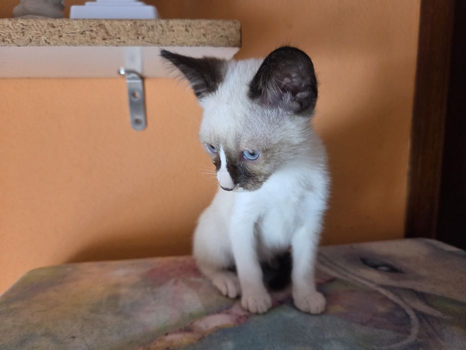 2 gatas para adoção