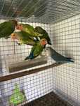 Agapornis para venda