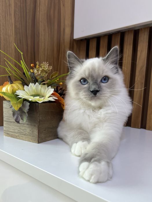 Ragdoll kocurek, rodowod FPL.