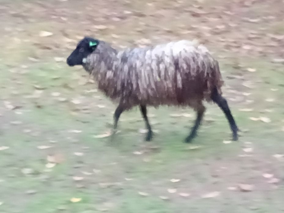 Baranki wrzosówki młode