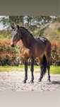 cavalo puro sangue lusitano