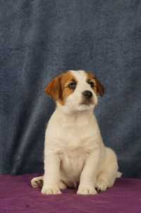 Jack Russell Terrier ZKwP FCI suczka w.szorstki