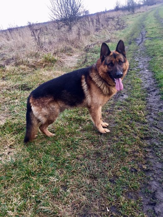 Кобель для вязки ,задеталями дзвоніть,або пишіть в приват!!!