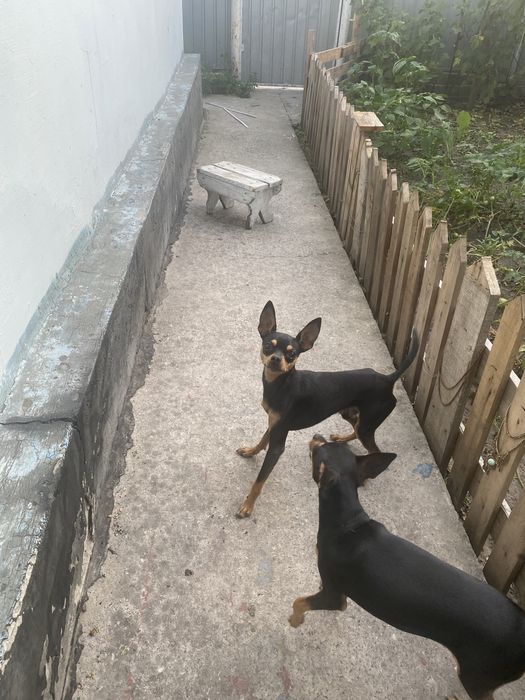 Вʼязка той терєр