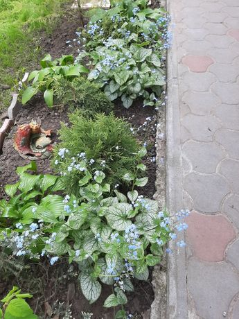 Декоративное озеленение сада.
