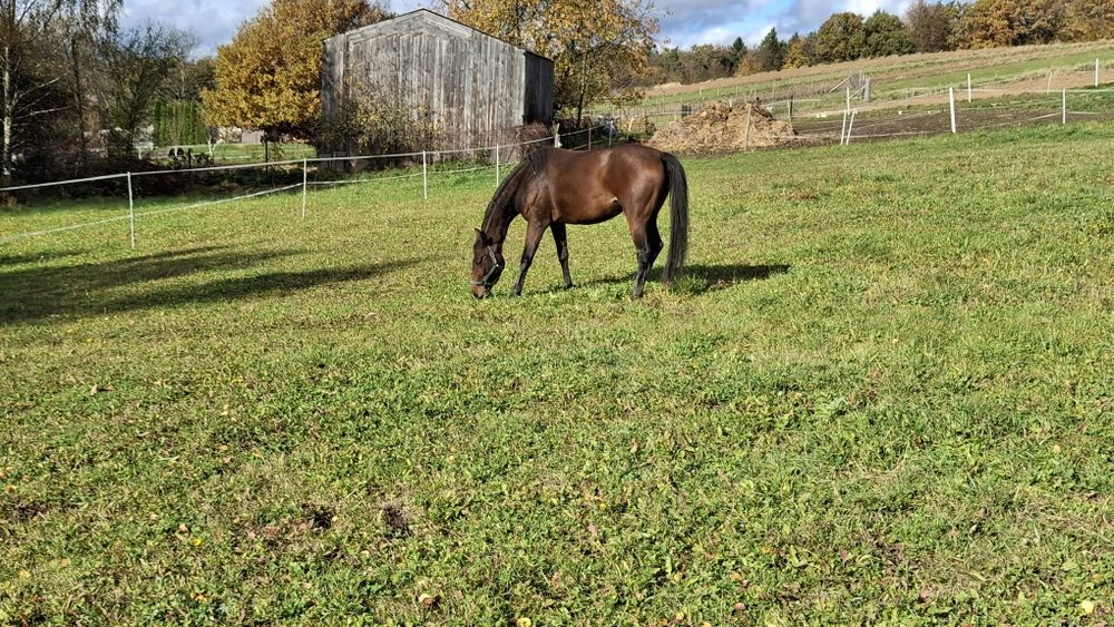 Sprzedam klacz 3.5 roku