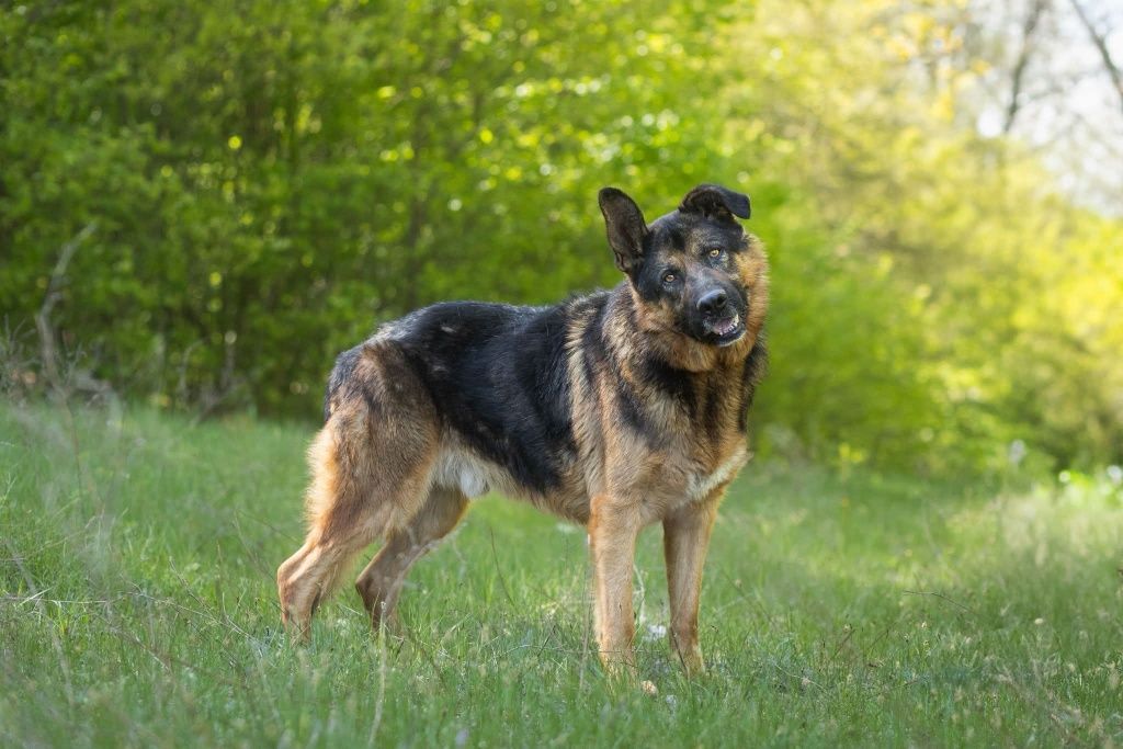 Kochany Largo w typie owczarka  szuka domu!