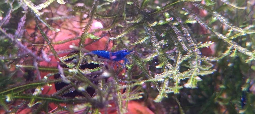 Camarões Neocaridina Blue Dream
