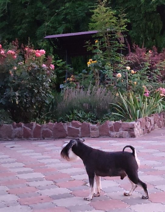 Річний хлопчик породи цвергшнауцер з документами КСУ