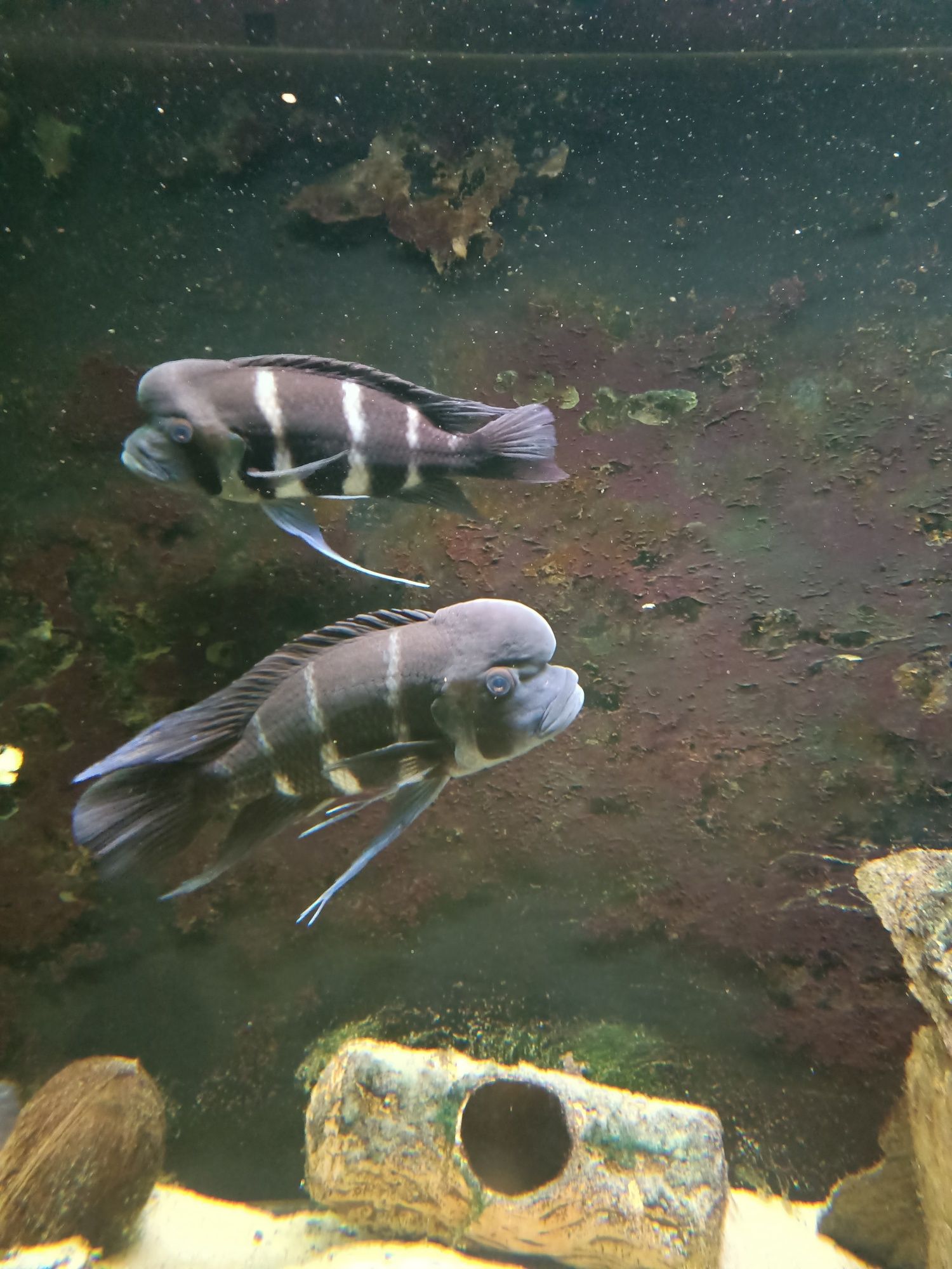 Cyphotilapia frontosa Burundi tanganika