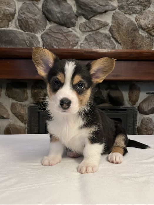 Welsh Corgi Cardigan - sunia