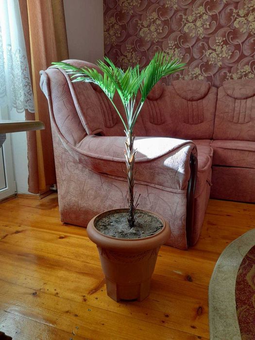 Пальма пальма пальма