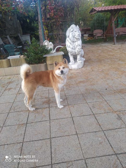 Akita inu szczeniaczek