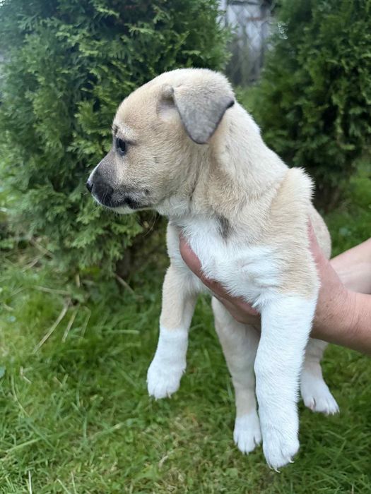 Oddam suczkę za darmo