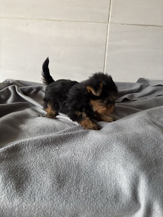 Yorkshire terrier femea