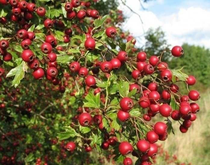 Sadzonki żywopłotowe