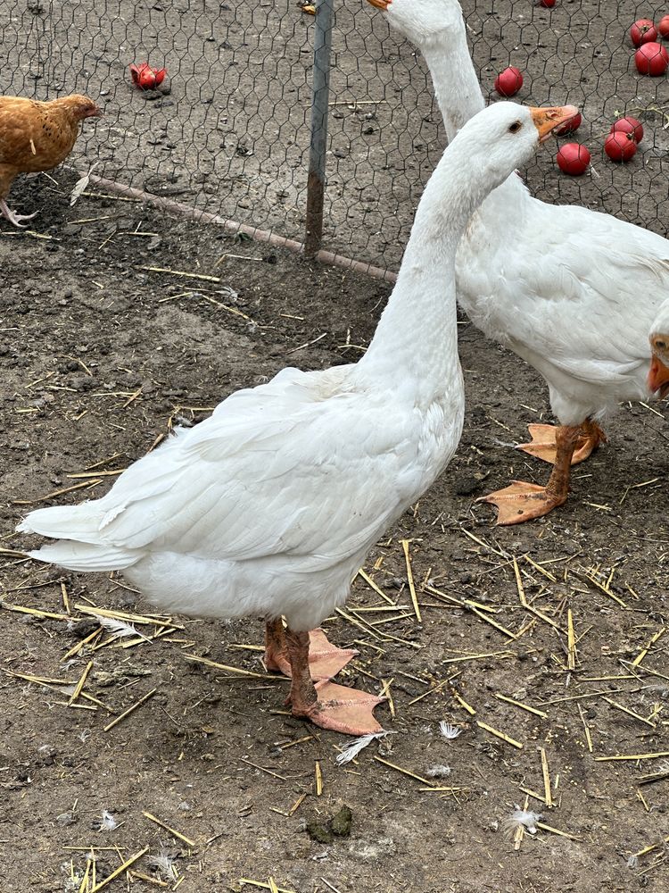 Gęś kołudzka gęś
