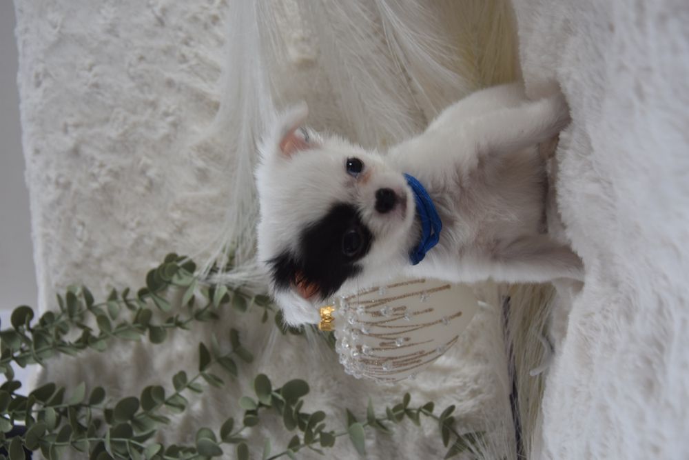 ENZO - Długowłosy Chihuahua- Rezerwacja