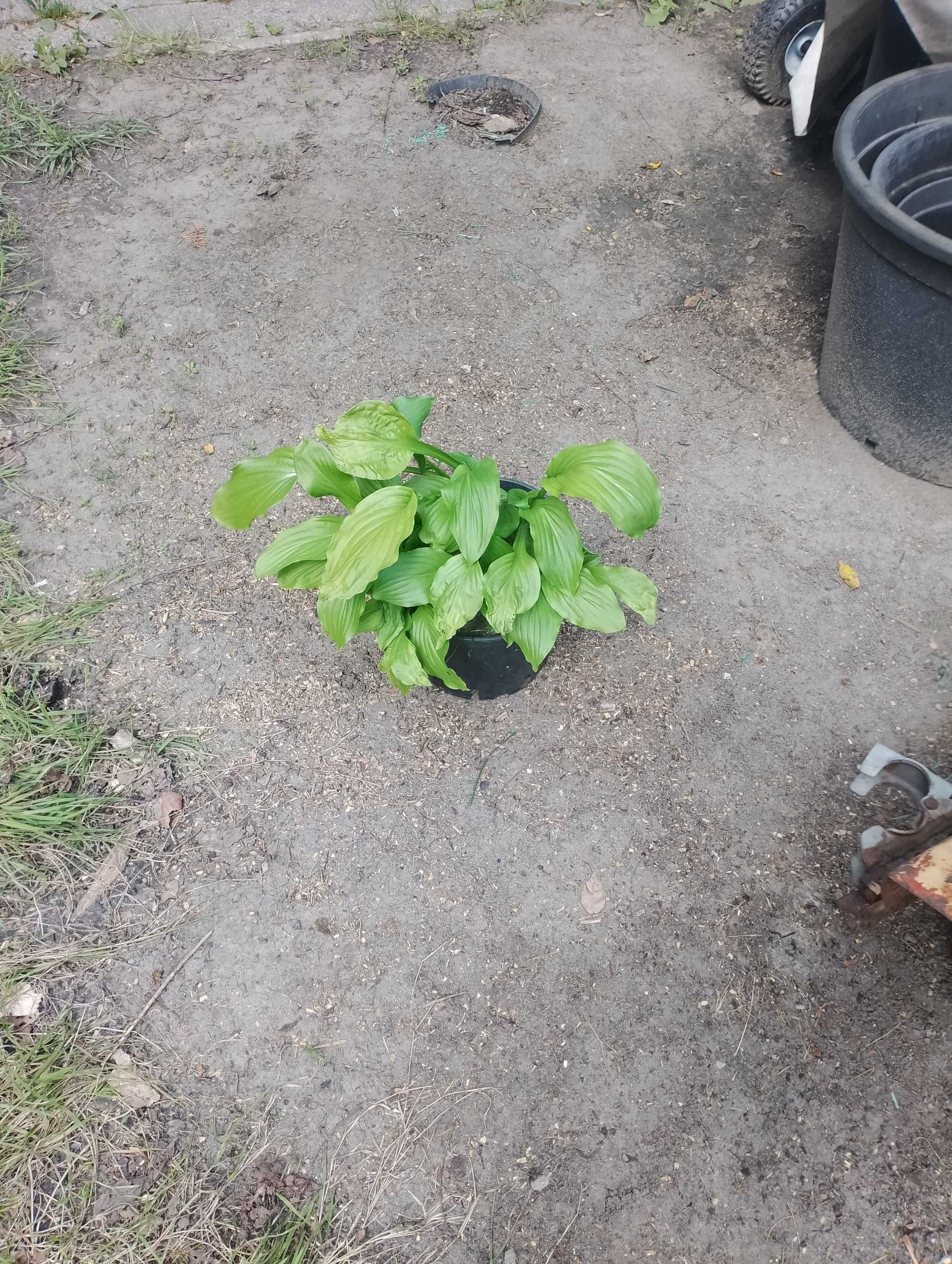 Hosty Funkia duże rośliny