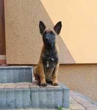 Owczarek belgijski malinois szczeniak