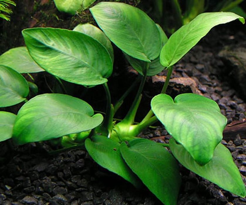 Anubias Roślina Akwariowa