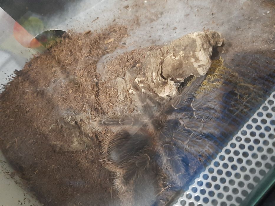 Ptasznik olbrzymi i inne