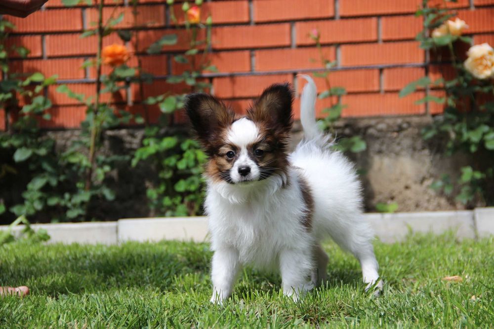 Щенки Papillon, папильон, папийон, континетальный той спаниэль.