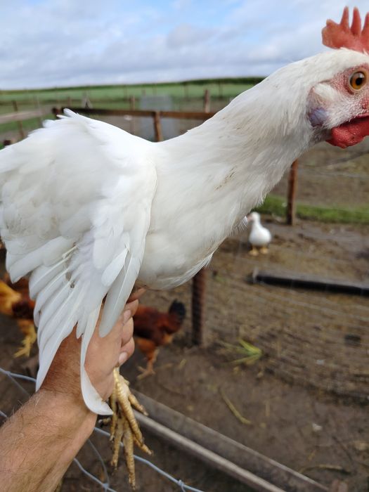 Sprzedam młode kogutki rasy Leghorn.