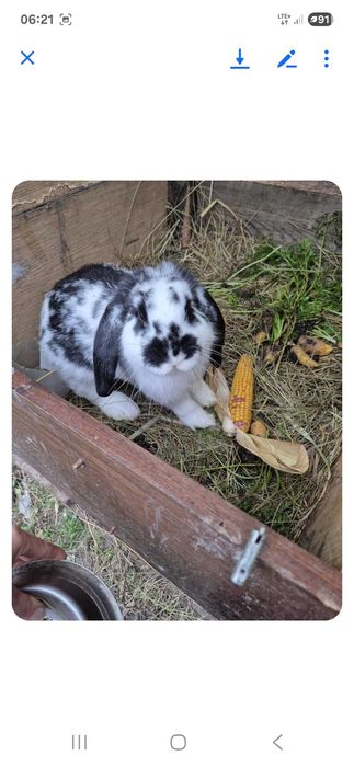 Króliki barany francuskie