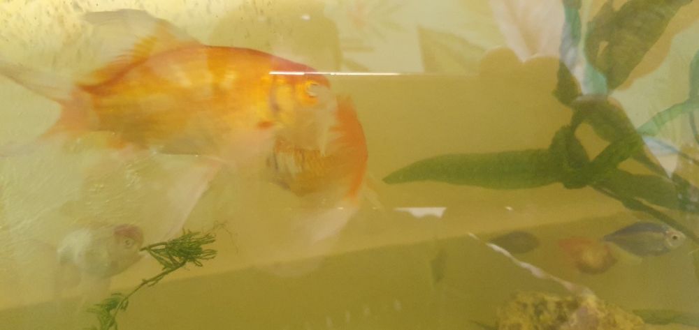 Рыбка золотая комета 15 см./обмен