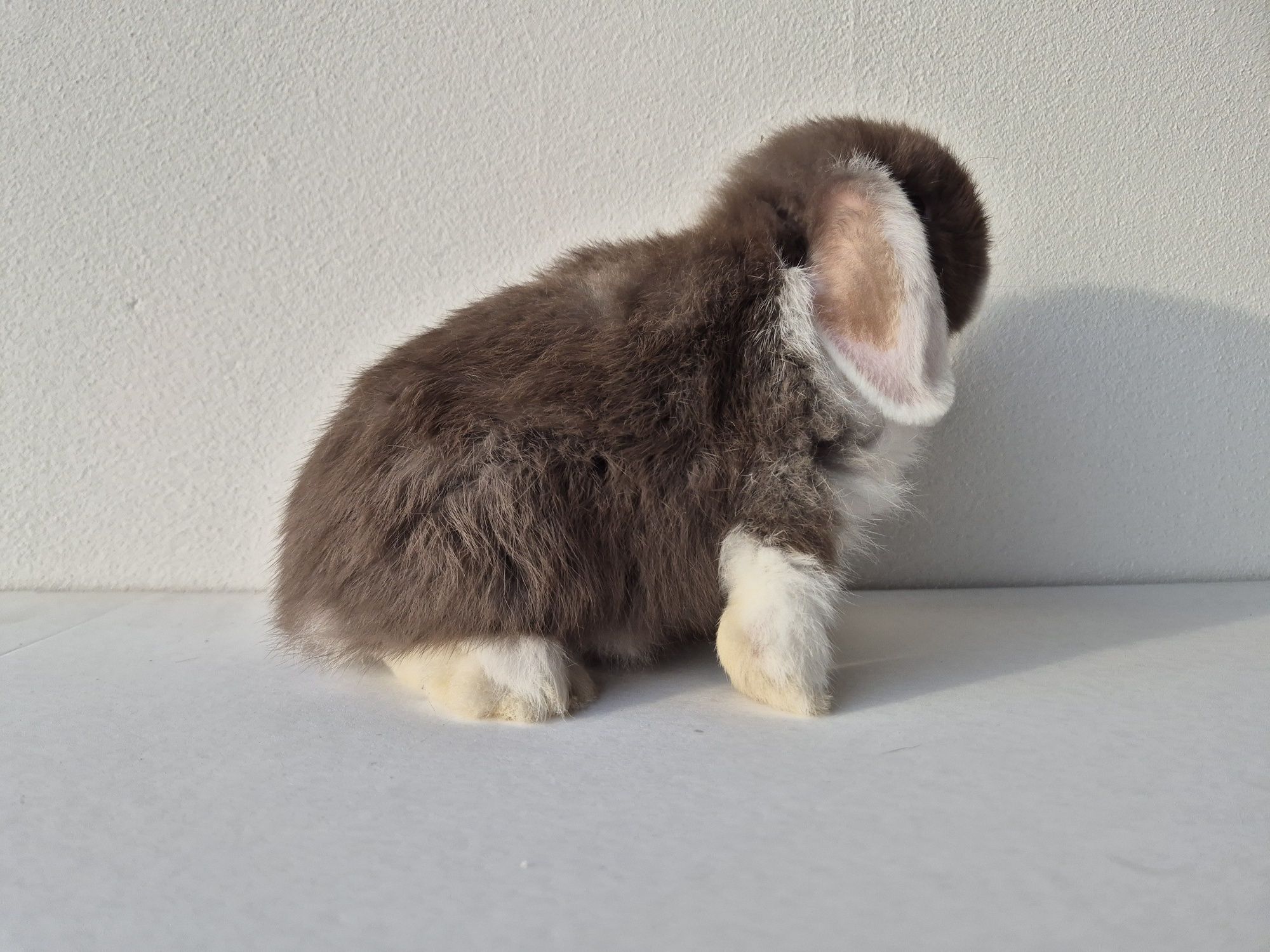 Króliki Mini -Lop