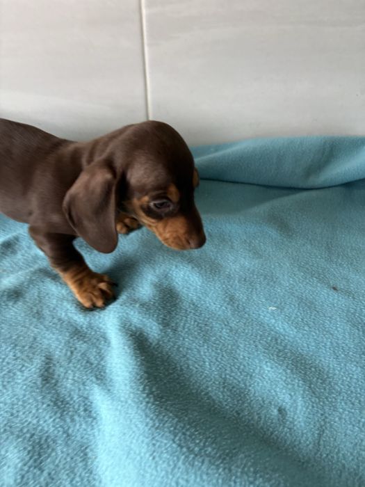 Teckel miniatura macho