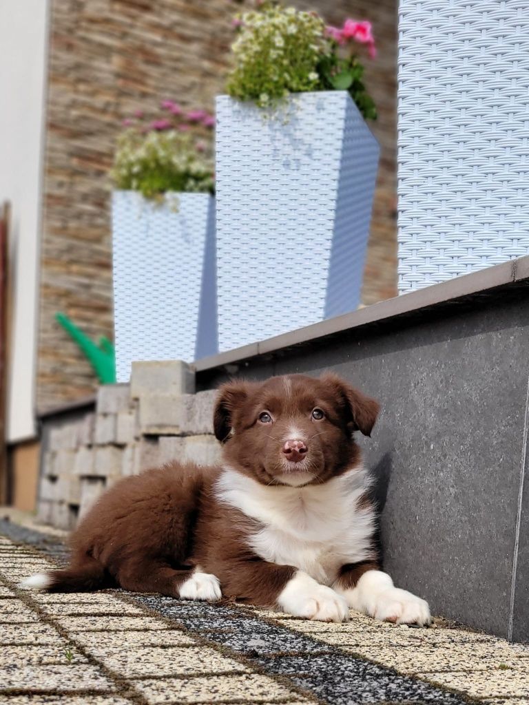 Border Collie Śliczny  piesek