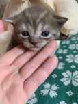 Шотлансдские вислоухие котята