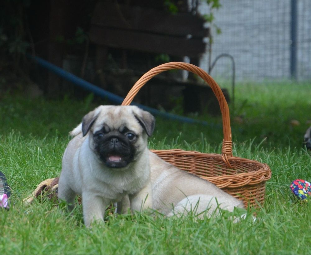 Mops FCI - piesek
