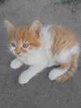 Котята в хорошие руки
