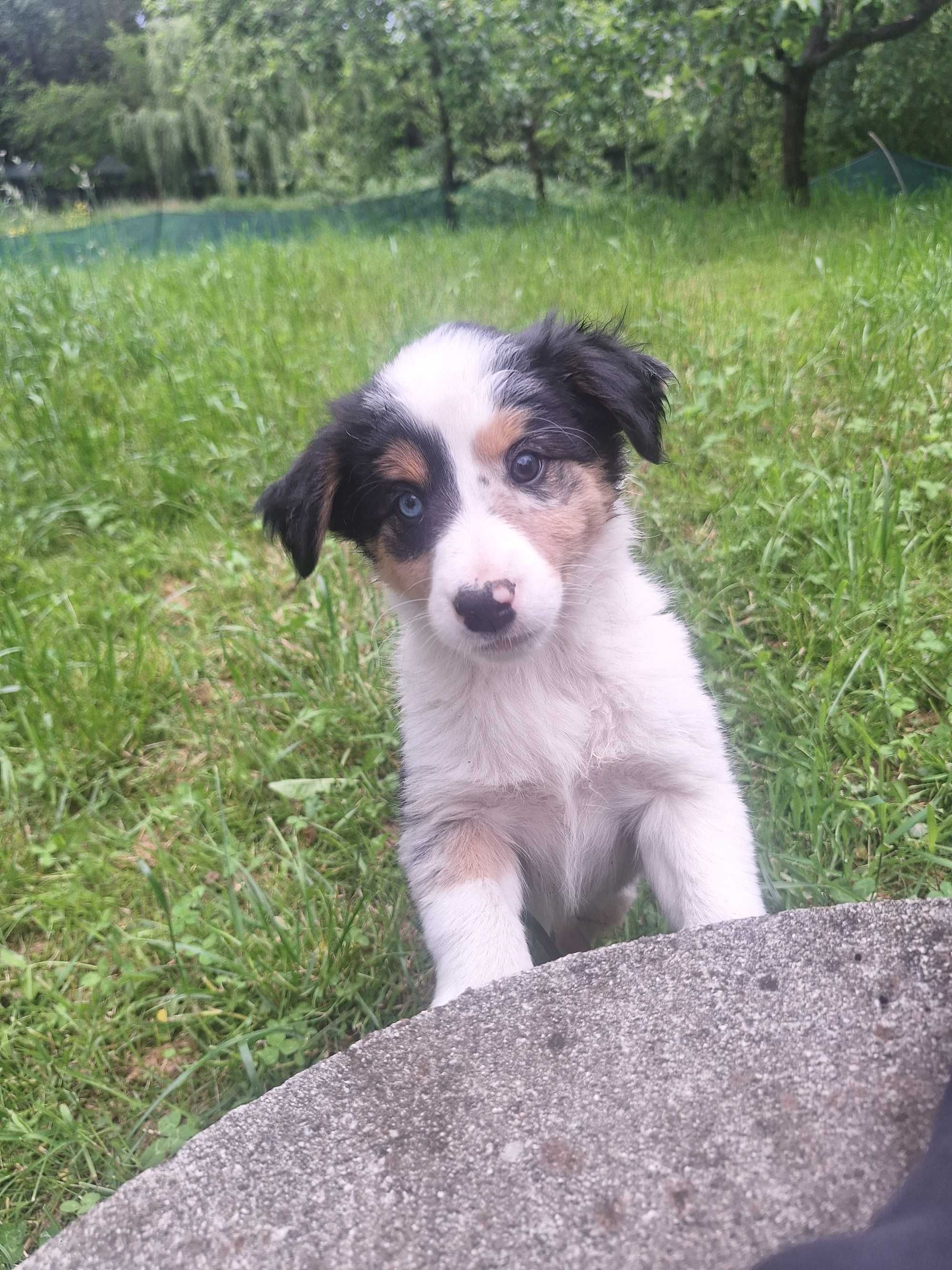 Szczenięta Border Colie blue merle różnookie niebieskie oczko