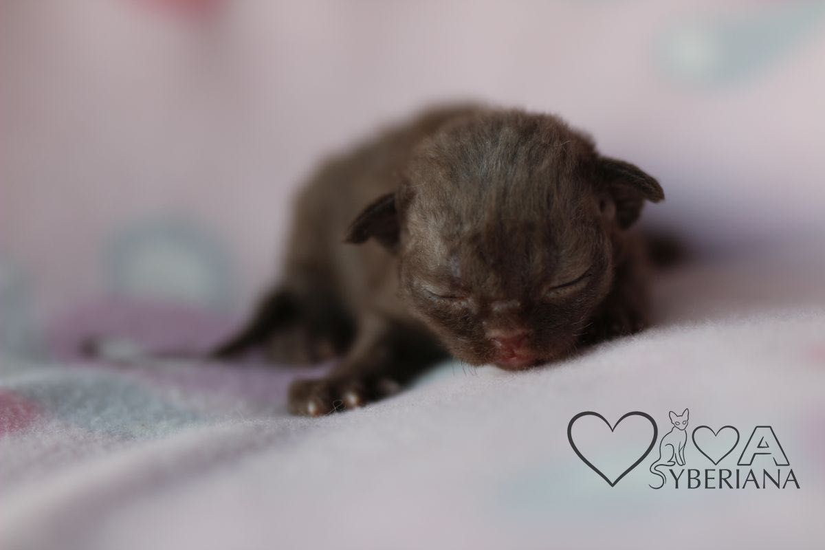 Czekoladowy kocurek Devon rex