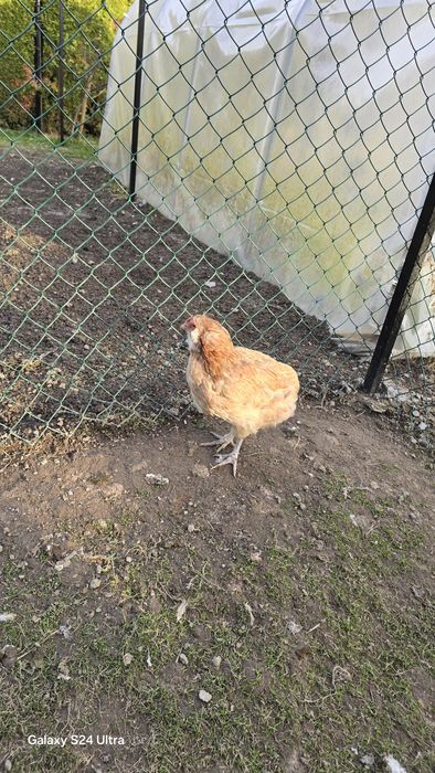 Kury araukana bezogoniasta