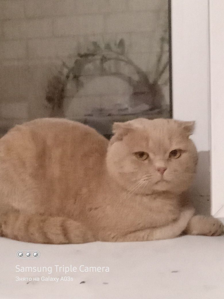 Кот породы Скотиш Фолд в добрые руки