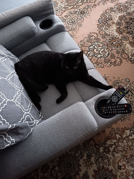 Kot brytyjski czarny