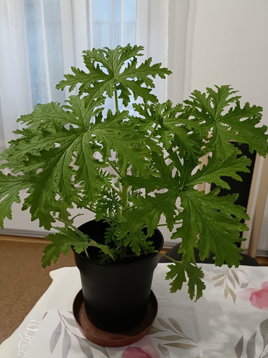 Geranium (anginka), kwiatek na ból ucha/ pelargonia pachnąca, cytrynka