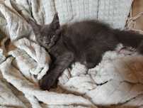 Kocięta Mco Maine coon fpl ccf niebieskie czarne dymne