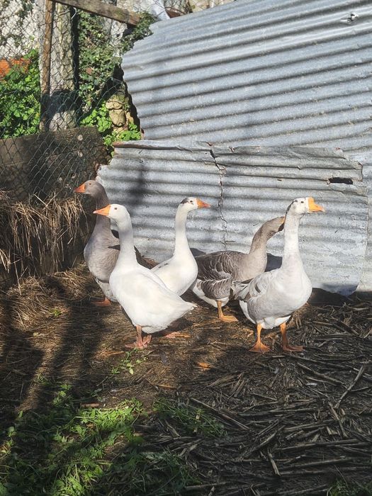 Vendo 1 macho e 4 femeas